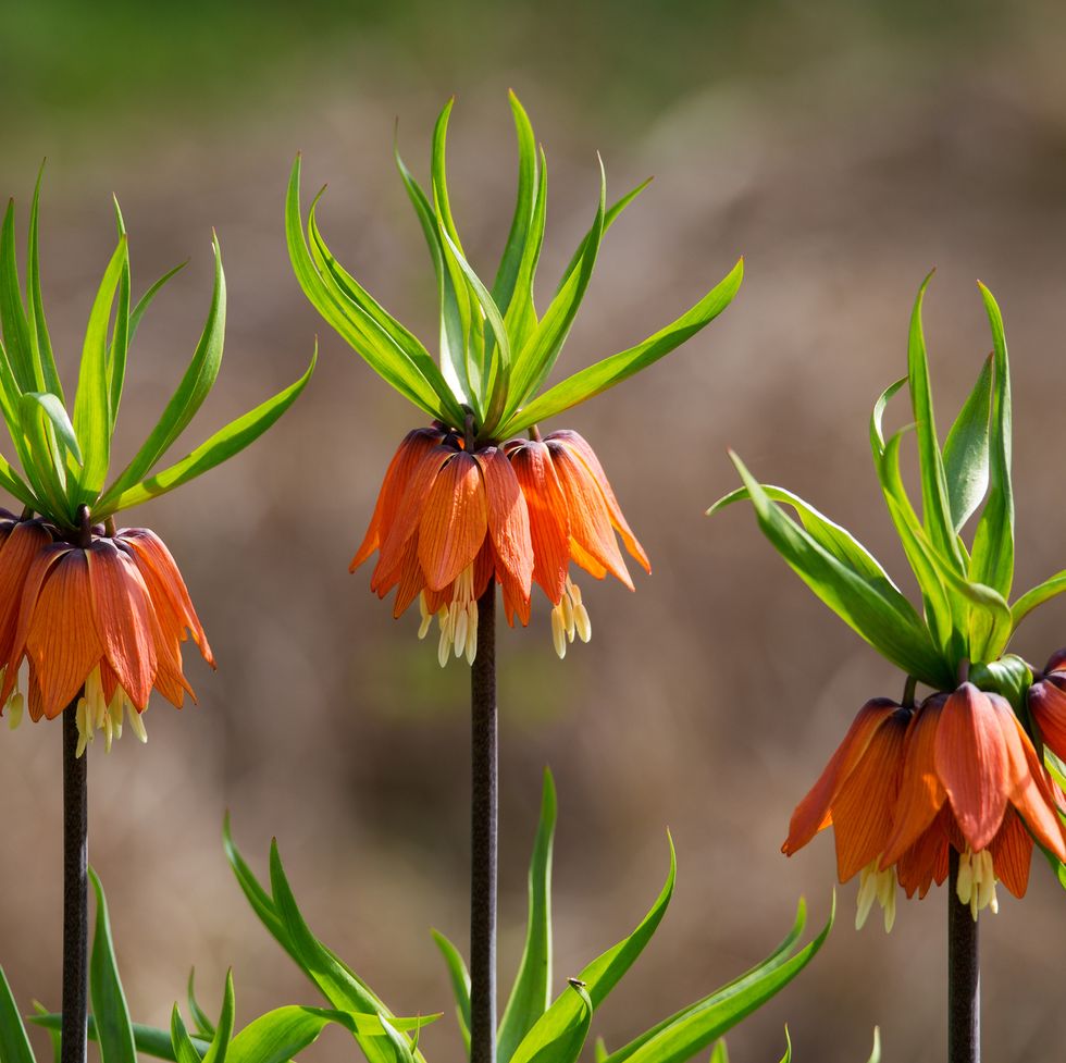 orange flowers fritillaria