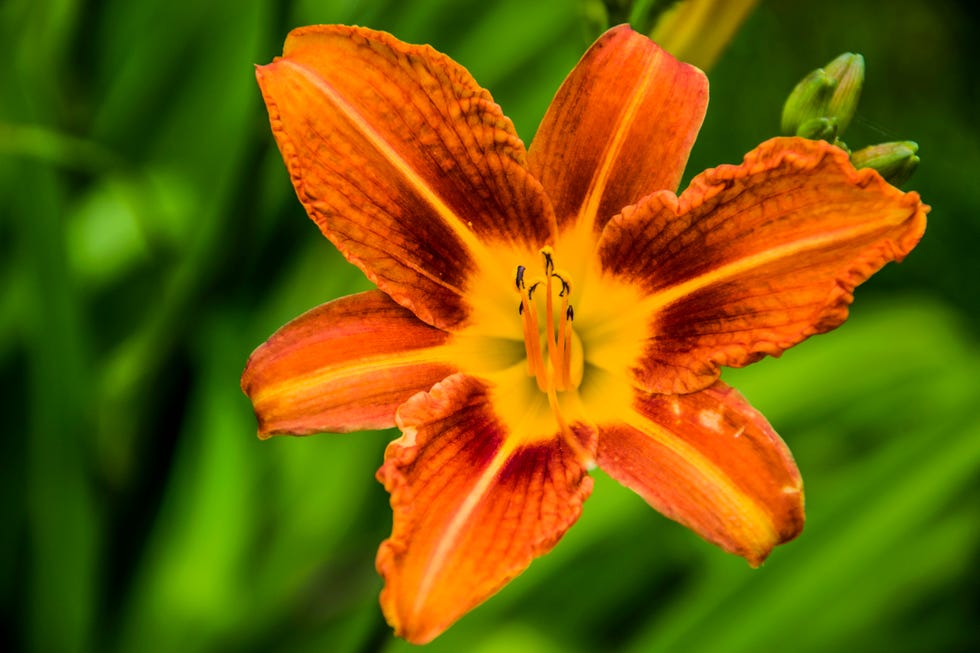 close up of orange lily lilium bulbiferum