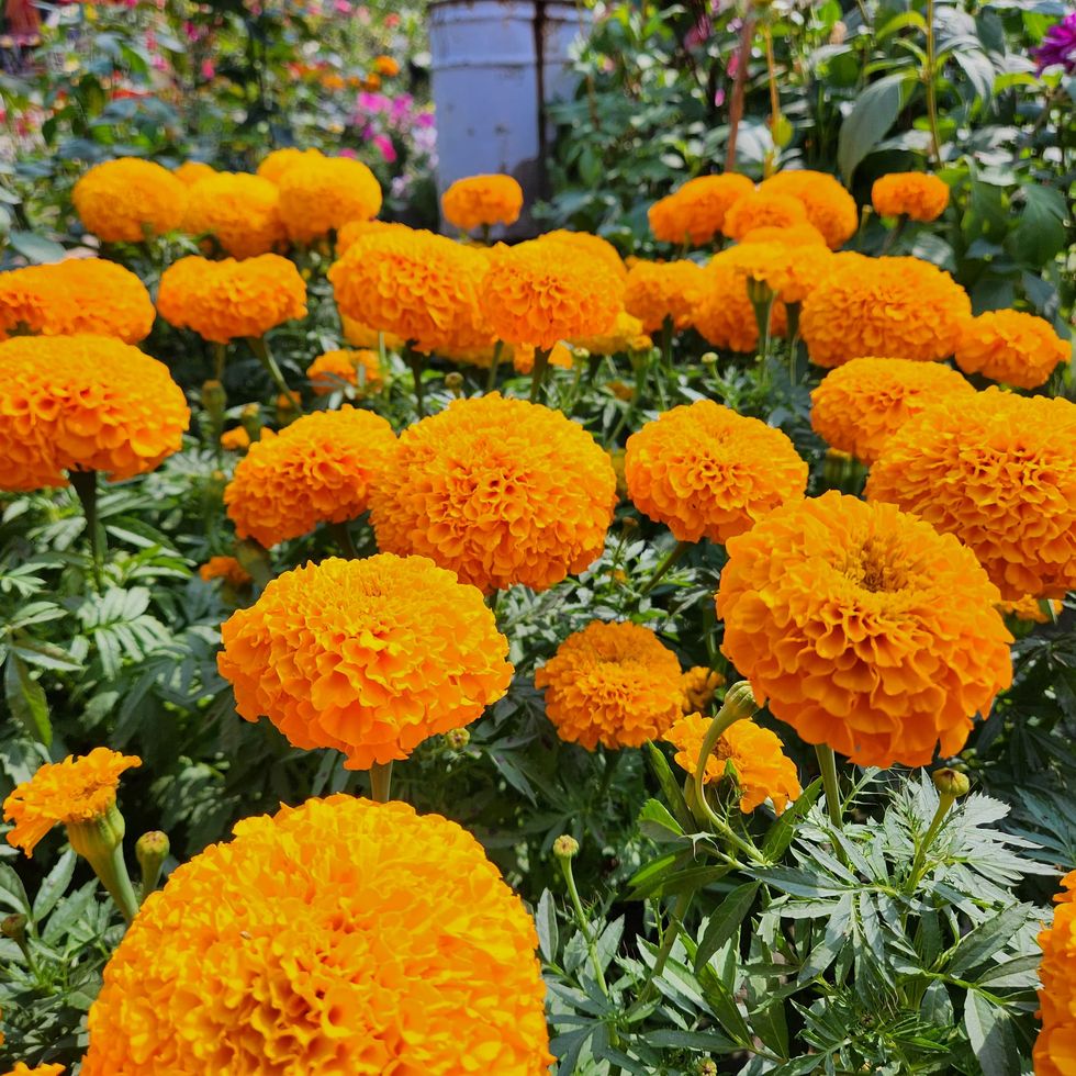 close up of orange marigold flowers