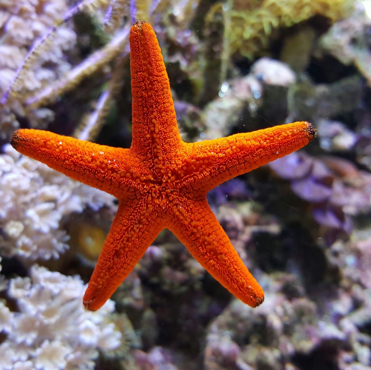 Stella marina: che animale è, curiosità e dettagli