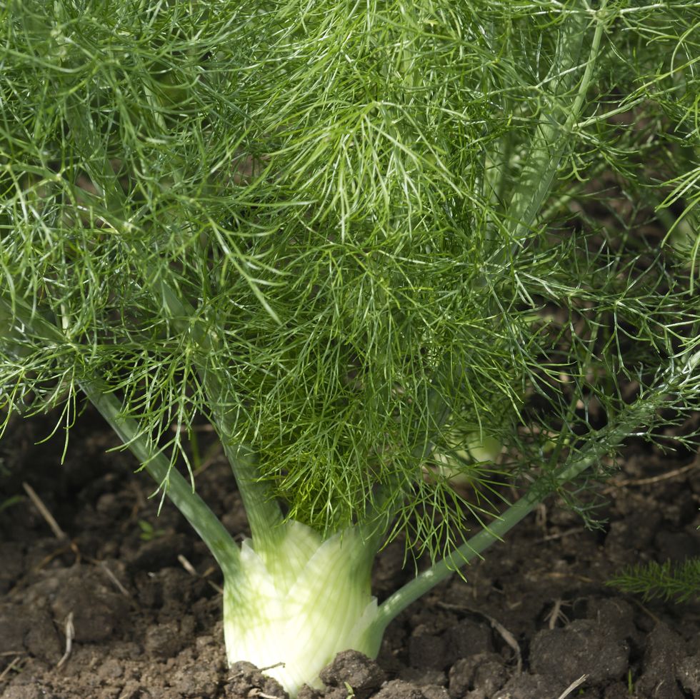 close up of organic fennel plants growing on rural farm