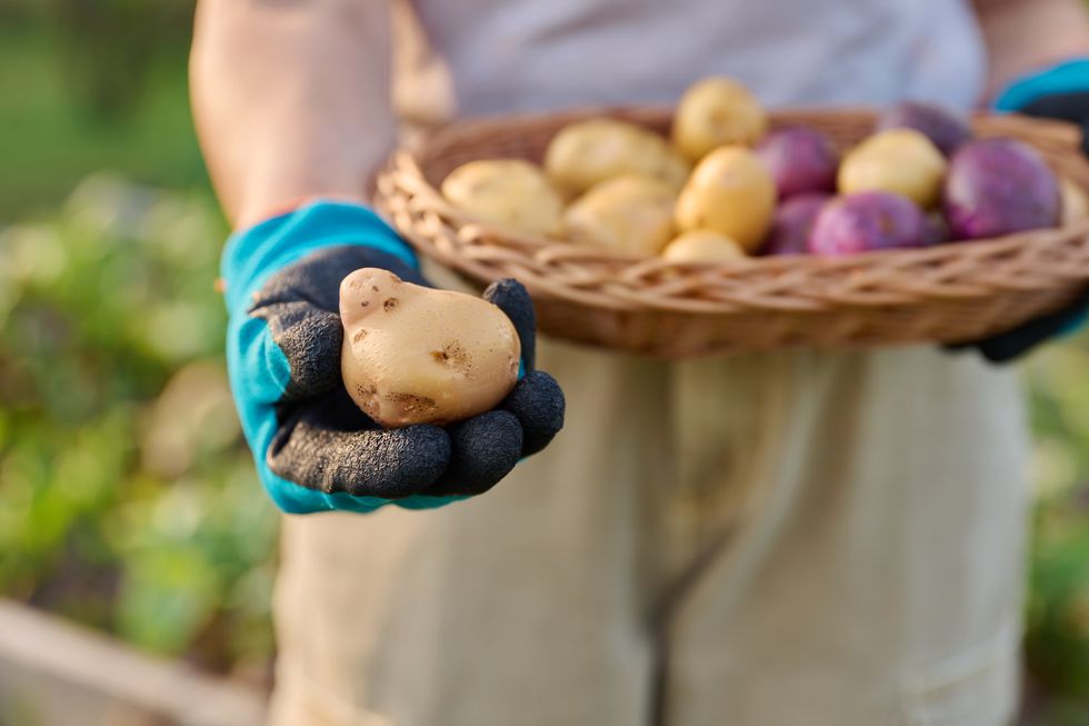 close up of organic potato harvest in basket