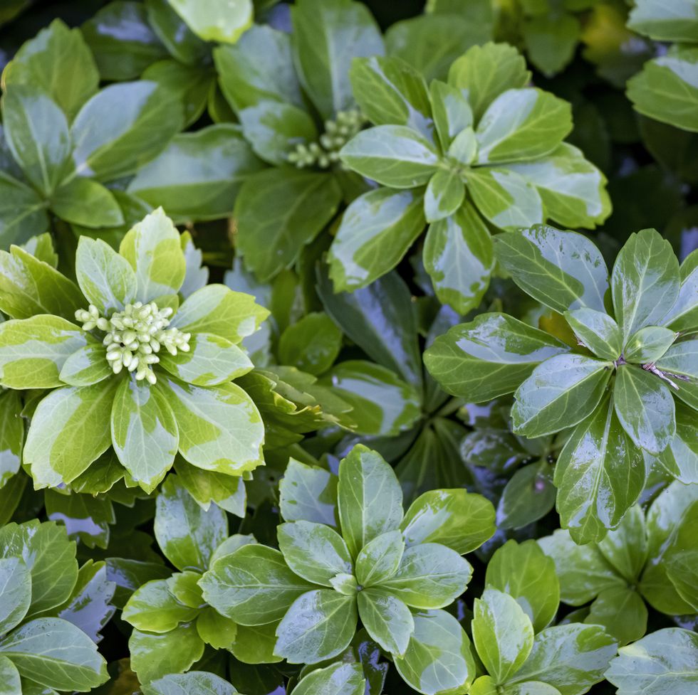 The best ground cover pachysandra