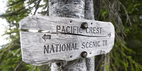 Close-up of Pacific Crest Trail Sign on tree trunk at Mount Hood National Forest