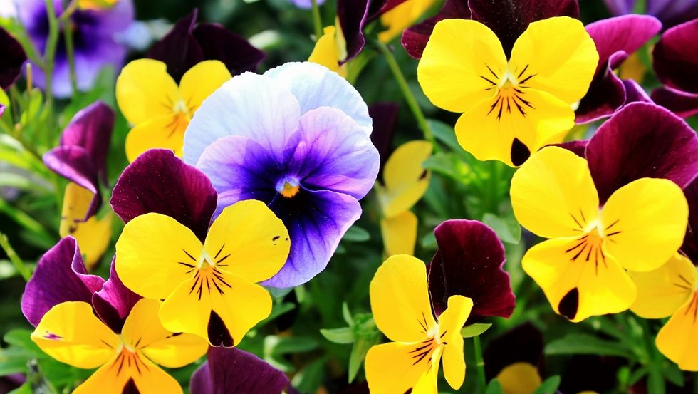 close up of pansies blooming outdoors