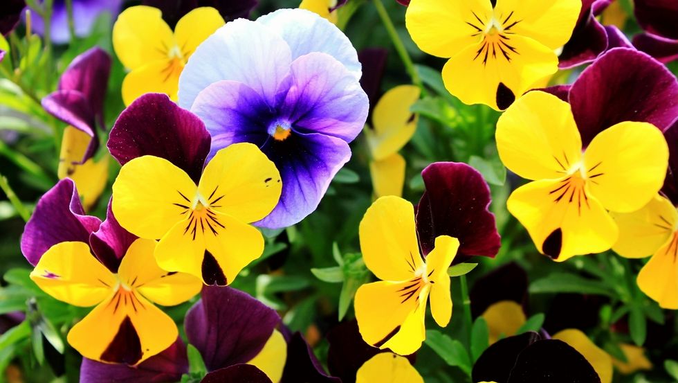 close up of pansies blooming outdoors