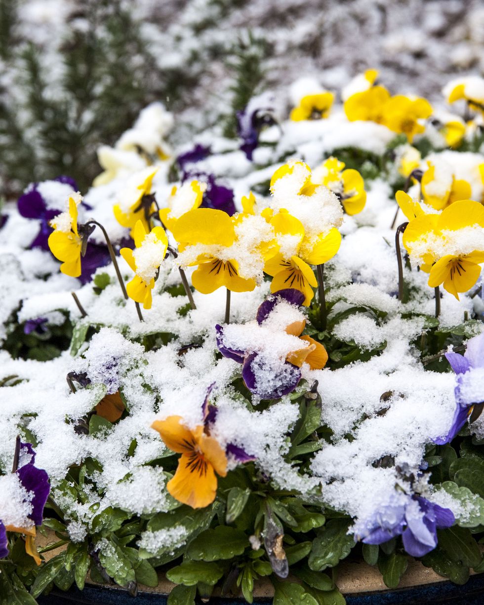 a close up of pansies growing in a planter, partially covered in fresh snow