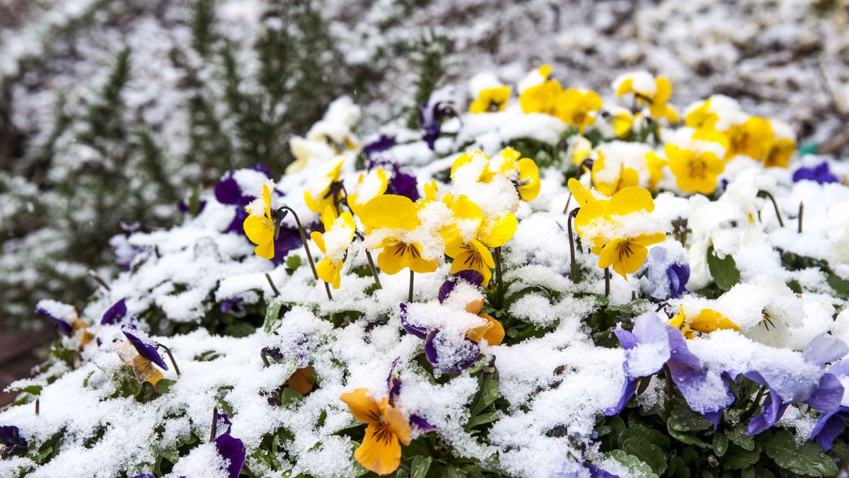 20 Plants With Flowers That Bloom in Winter
