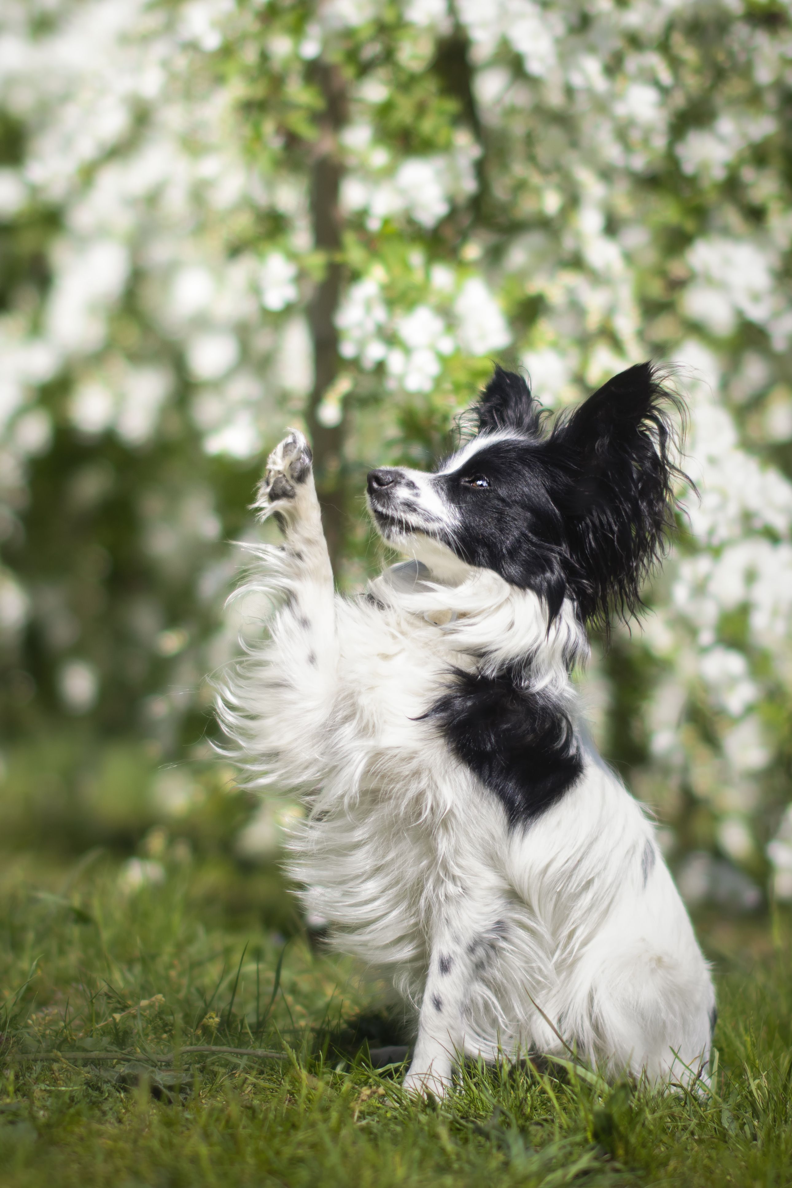 https://hips.hearstapps.com/hmg-prod/images/close-up-of-papillon-dog-running-on-field-poland-royalty-free-image-1650394460.jpg