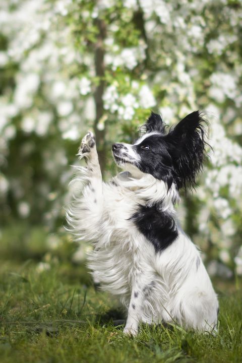 black and white papillon sitting on field with one paw up