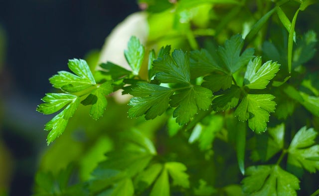 close up of parsley growing outdoors