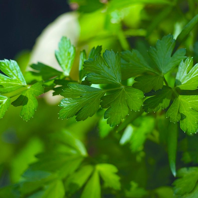 close up of parsley growing outdoors