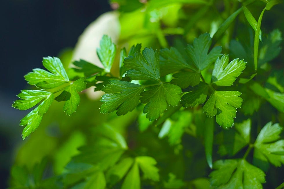 Close-Up Of Parsley Growing Outdoors