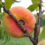 Close-Up Of Peach On Tree