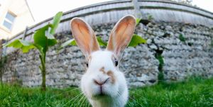 Close up of pet rabbit looking straight at camera