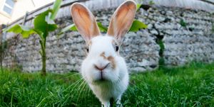 Close up of pet rabbit looking straight at camera
