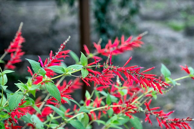 close up of pineapple sage with blooming flowers