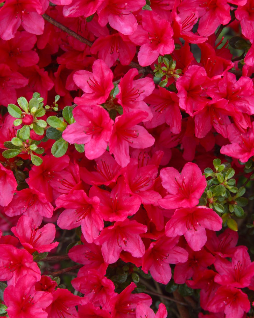 types of flowers azalea