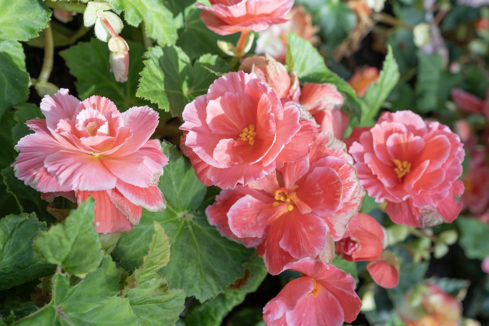 close up of pink begonia flower growing on a coastal begonia farm.