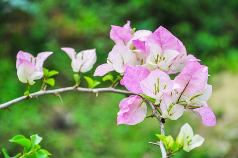 close up of pink bougainvillea flowers blooming outdoors
