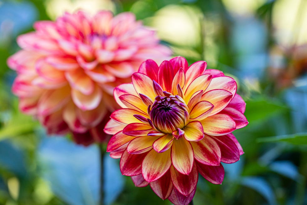 pink purple and yellow dahlias