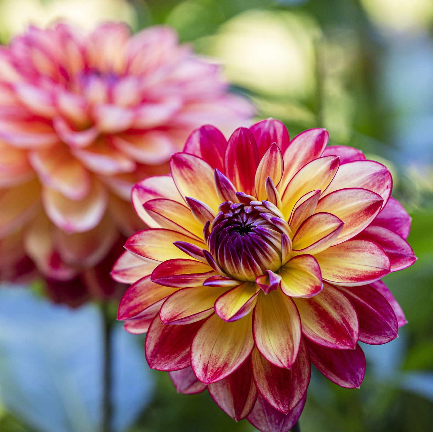 Did You Know Your Birth Month Flower Has a Hidden Meaning?