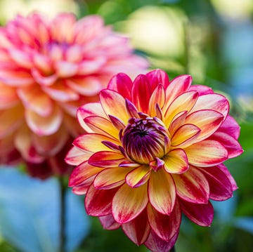 birth month flower august dahlia