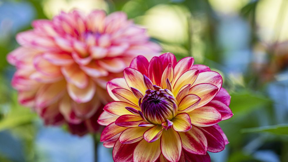close up of pink dahlia flower