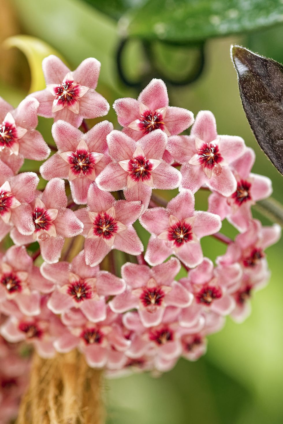 close up of pink flowering plant