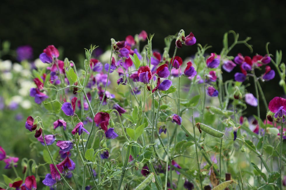 how to grow sweet peas