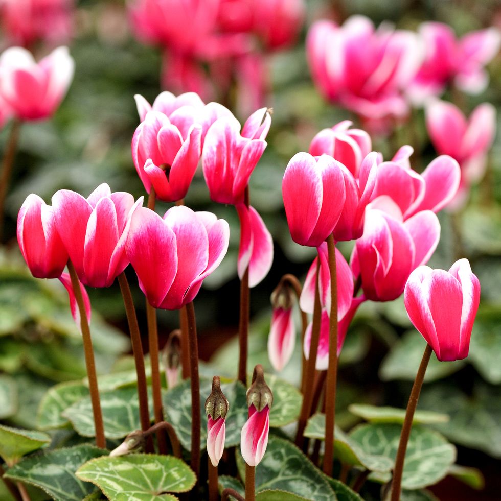 close up of pink cyclamen