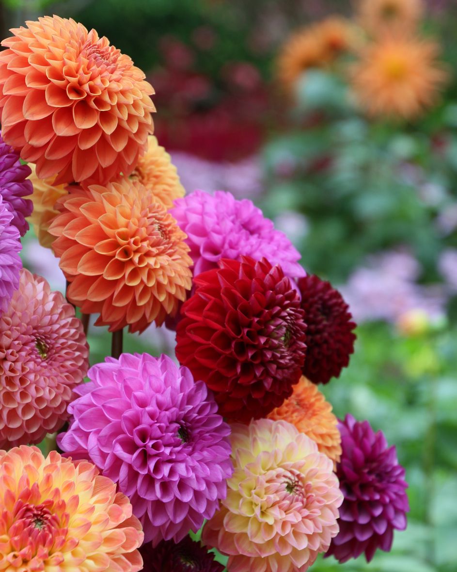 86 Best Types of Flowers (With Pictures!) for Your Garden