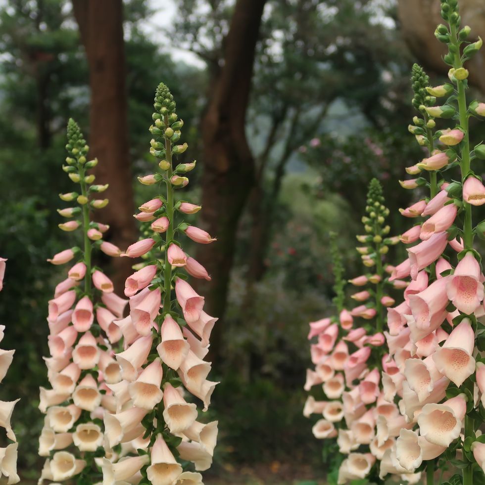 close up of pink flowering plants