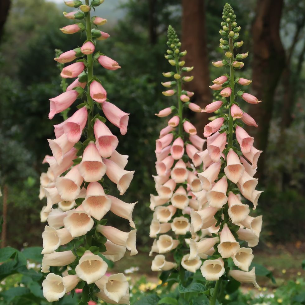 close up of pink flowering plants