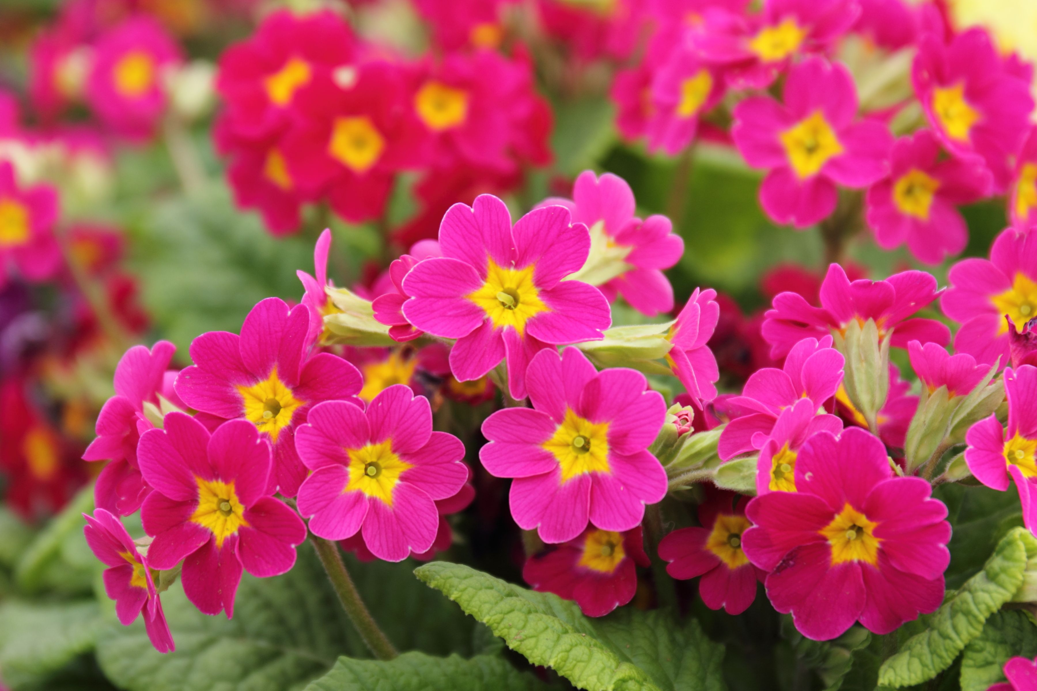 15 Best Spring Flowers - Popular Flowers to Plant in Spring