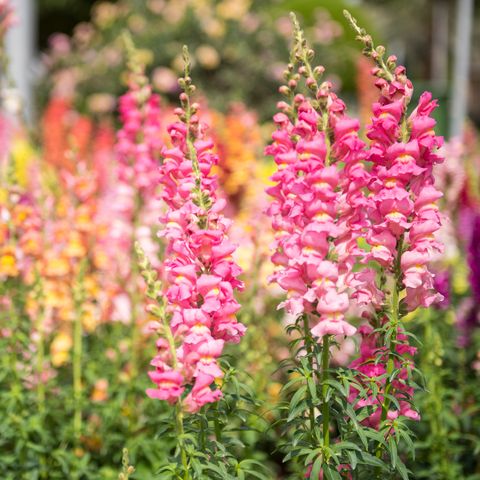 what to grow in november snapdragon