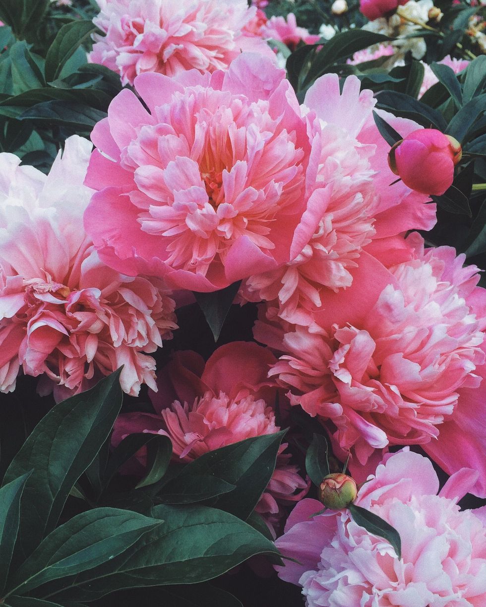 close up of pink peony flowers blooming outdoors