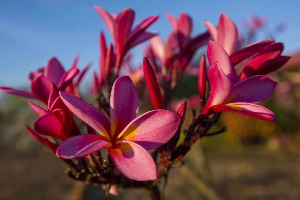 close up of pink frangipani tree flowers plumeria