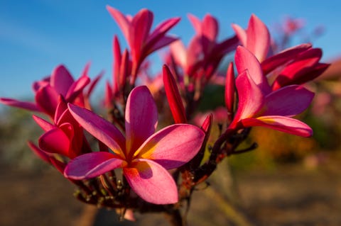 close up of pink frangipani tree flowers plumeria