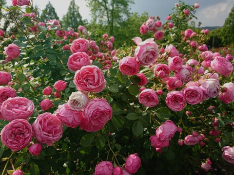 close up of pink roses