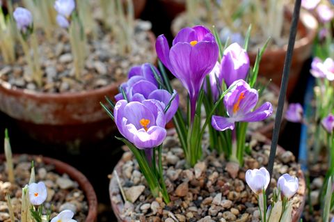 close up of potted crocus flowers