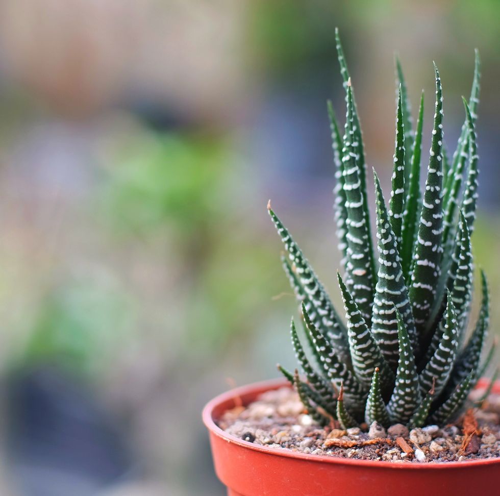 Close-up of potted Haworthia