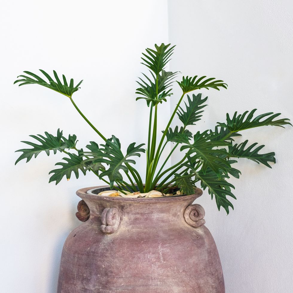 close up of potted philodendron selloum plant at office