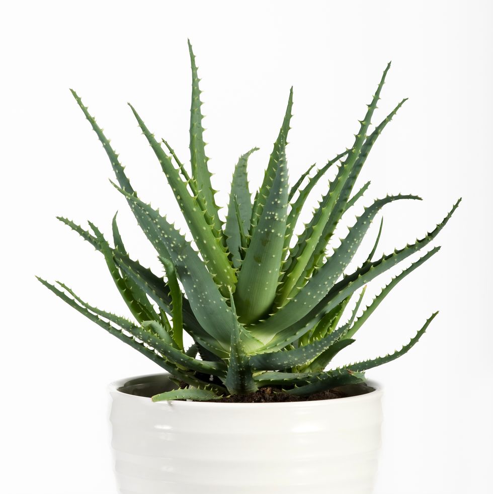 air purifying plants close up of potted aloe plant against white background