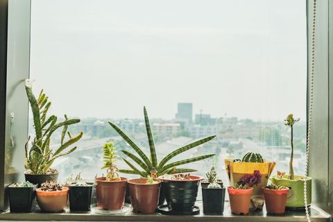 close up of potted plant on window sill against sky in city