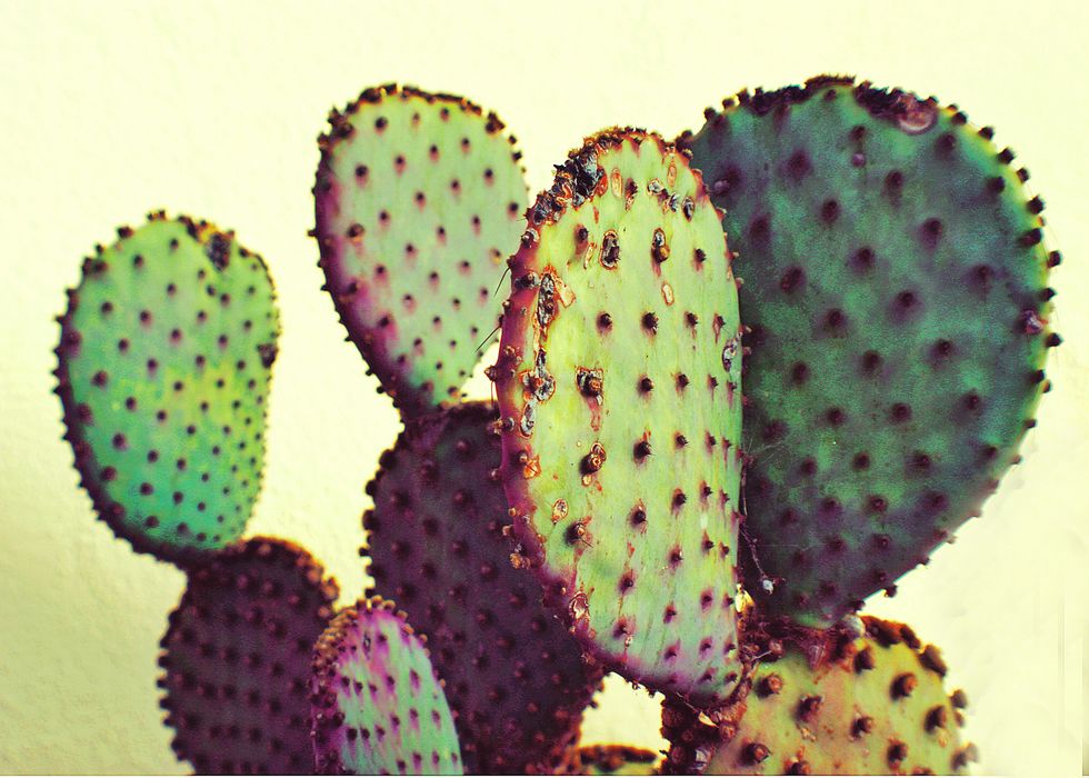 Close-Up Of Prickly Pear Cactus Against Sky