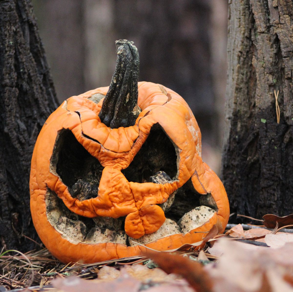 Contratación Individualidad Facturable DIY: Cómo tallar una calabaza de Halloween como un profesional