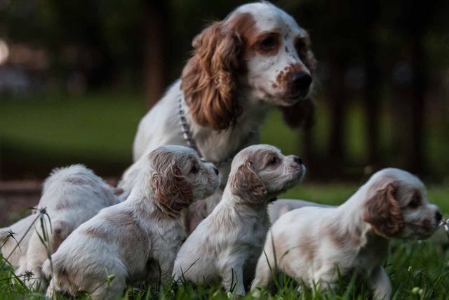 7 Red Flags That Highlight an Irresponsible Dog Breeder