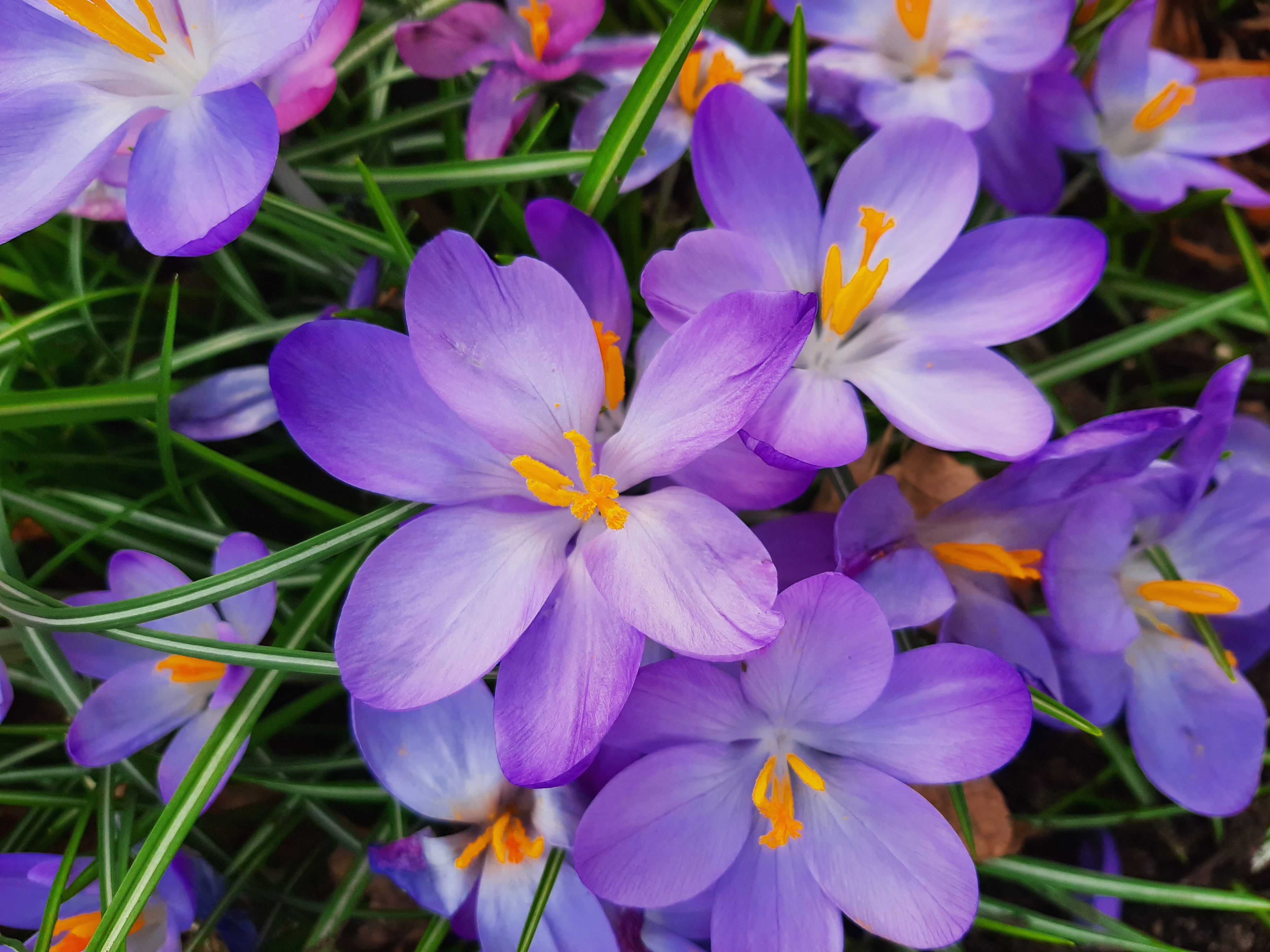 Spring perennials store