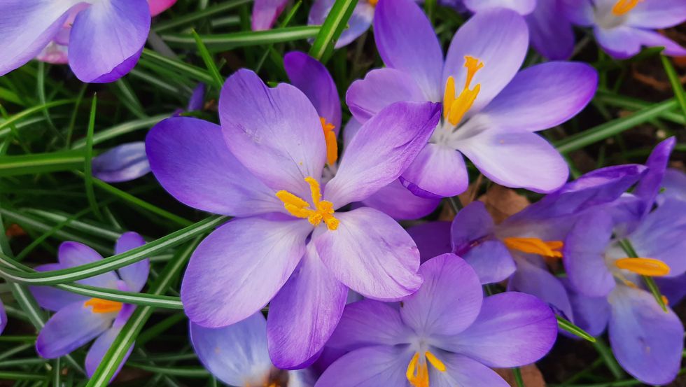 close up of purple crocus flowers,united kingdom,uk